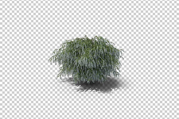 تصویر سه بعدی دوربری درختچه
