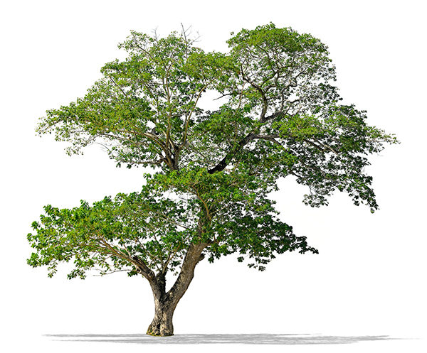 درخت