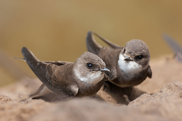 عکس پرنده
