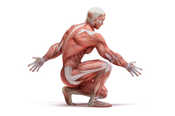 عکس آناتومی ماهیچه بدن انسان