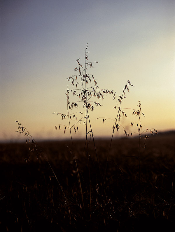 گیاهان