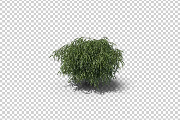 تصویر سه بعدی دوربری درختچه