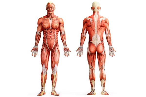 عکس آناتومی ماهیچه بدن انسان