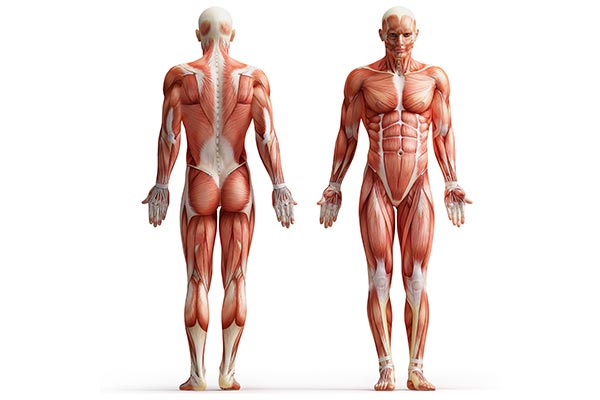 عکس آناتومی ماهیچه بدن انسان