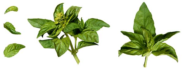 عکس سبزی