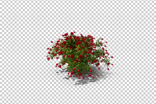 تصویر سه بعدی دوربری بوته گل