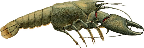 عکس پی ان جی خرچنگ
