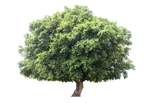 درخت