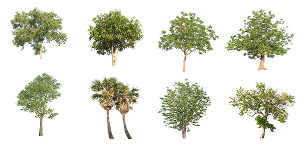 درخت