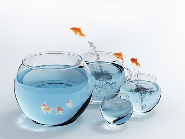 ماهی ,ماهی گلی