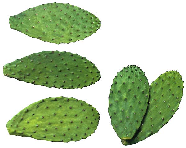عکس کاکتوس