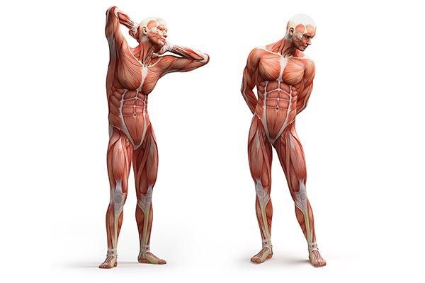 عکس آناتومی ماهیچه بدن انسان