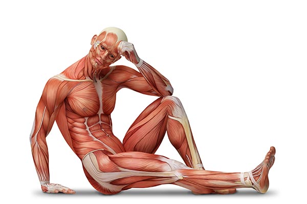 عکس آناتومی ماهیچه بدن انسان