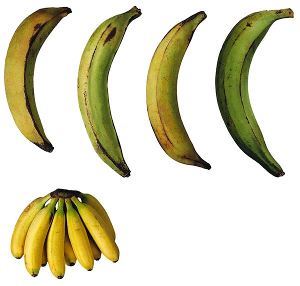 عکس میوه موز