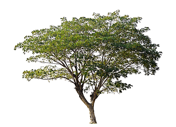 درخت